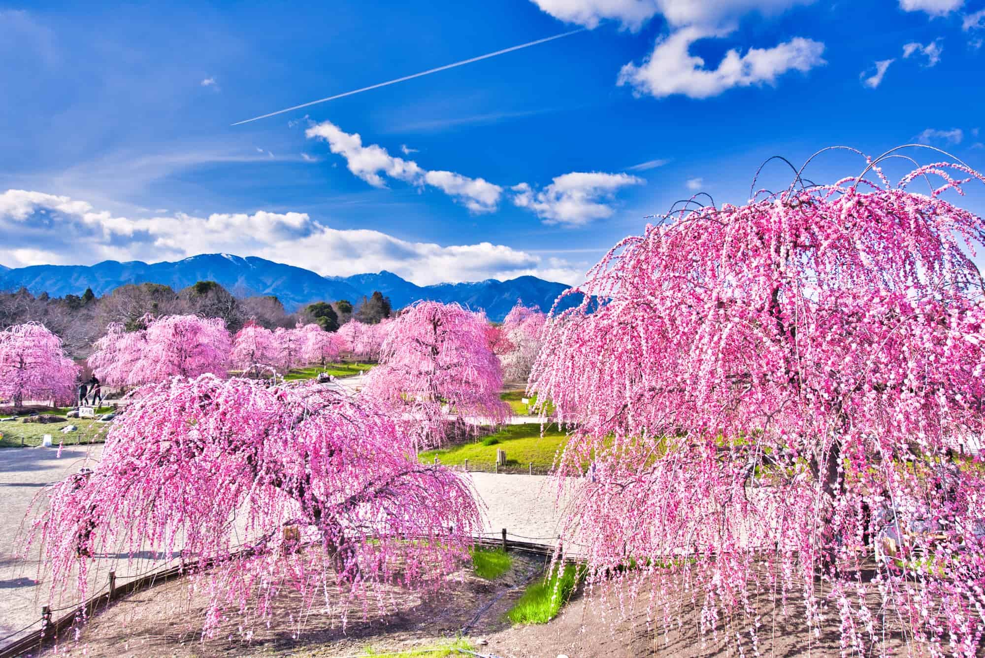 🌸 스즈카 숲 정원(스즈카노모리테이엔) 이미지 1